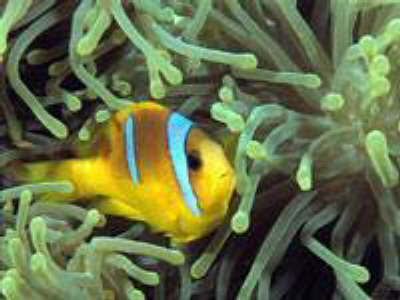 Marine Biology Museum Hurghada